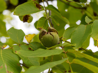 Juglans regia | Noix mature dans sa coque, fruit du noyer dans leur enveloppe ou péricarpe ouvert...