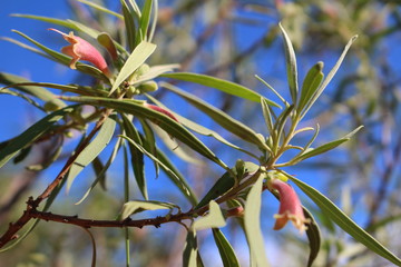 Berrigan (Eremophila longifolia) is a flowering plant in the figwort family and endemic to Australia