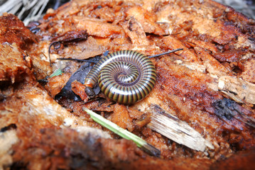 Asian giant millipede curled up on the ground