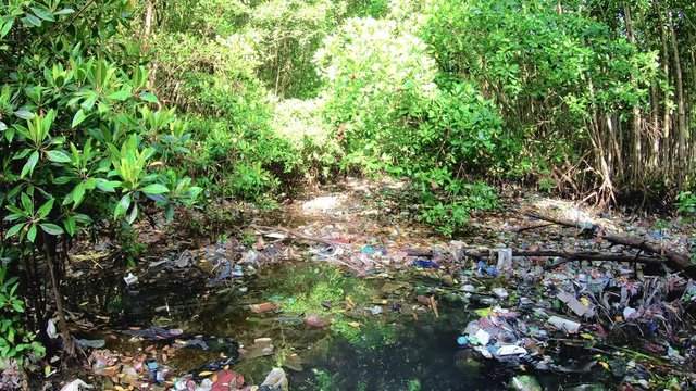 Beautiful flooded mangrove forest full of waste and garbage. Environmental disaster in the forests of Indonesia.