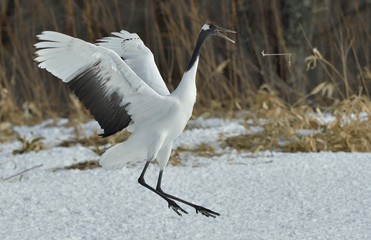 Obraz premium Dancing Crane. The ritual marriage dance. The red-crowned crane. Scientific name: Grus japonensis, also called the Japanese or Manchurian crane, is a large East Asian Crane.