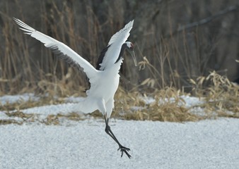 Dancing Crane. The ritual marriage dance. The red-crowned crane. Scientific name: Grus japonensis, also called the Japanese  or Manchurian crane, is a large East Asian Crane.