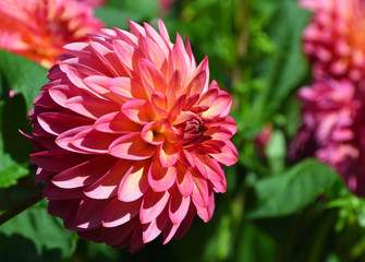 Close up of beautiful Pink ball head Dahlia bloom with natural lighting and background .