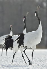 Obraz premium Dancing Cranes. The ritual marriage dance of cranes. The red-crowned crane. Scientific name: Grus japonensis, also called the Japanese crane or Manchurian crane, is a large East Asian Crane.