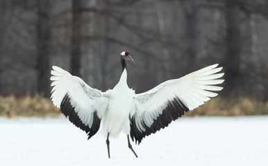 Dancing Crane. The ritual marriage dance. The red-crowned crane. Scientific name: Grus japonensis, also called the Japanese  or Manchurian crane, is a large East Asian Crane.