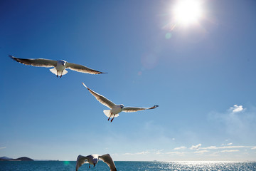 seagull in flight