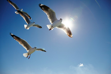 seagull in flight