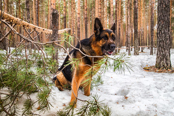Dog German Shepherd in the forest in an early spring