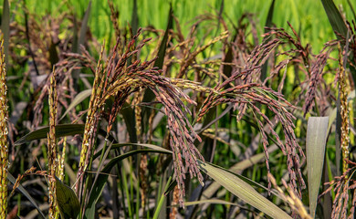Purple sable rice paddy growing in autumn rice field