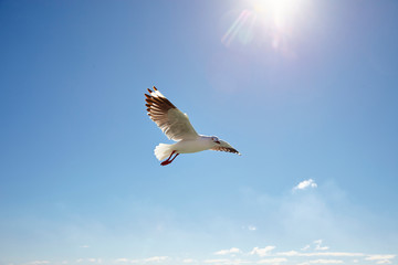 seagull in flight