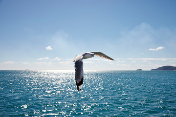seagull in flight