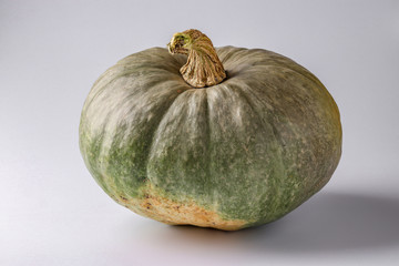 Green Pumpkin on a white background with a shadow, Autumn still life, Halloween minimal concept, Horizontal orientation