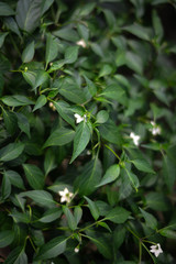 green leaves background with white flowers