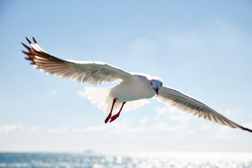 seagull in flight