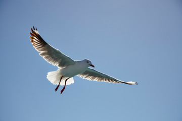 seagull in flight