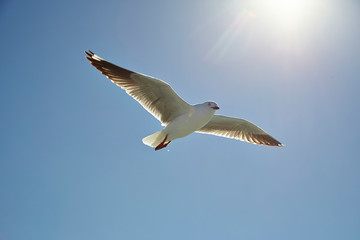 seagull in flight