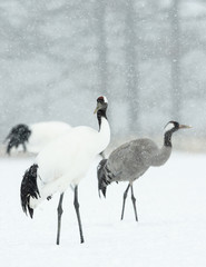 The red-crowned cranes and Eurasian crane. Scientific name: Grus japonensis, also called the Japanese or Manchurian crane, is a large East Asian Crane.  Eurasian or common crane (Grus grus)