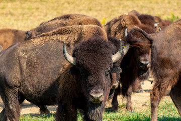 European bison herd and young calf (Bison bonasus) in the meadow.  © Thomas Sztanek