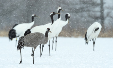 Obraz premium The red-crowned cranes and Eurasian crane. Scientific name: Grus japonensis, also called the Japanese or Manchurian crane, is a large East Asian Crane. Eurasian or common crane (Grus grus)