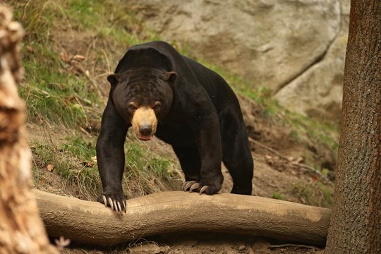 Malayan sun bear walking through the jungle. Very rare and endangered animal in the nature habitat. Helarctos malayanus. Asian wildlife. Wild animals and the beautiful nature. 
