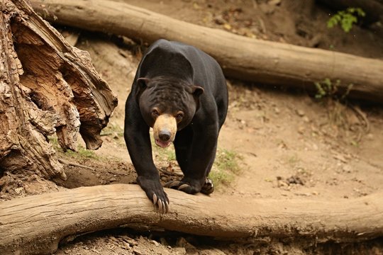 Malayan sun bear walking through the jungle. Very rare and endangered animal in the nature habitat. Helarctos malayanus. Asian wildlife. Wild animals and the beautiful nature. 
