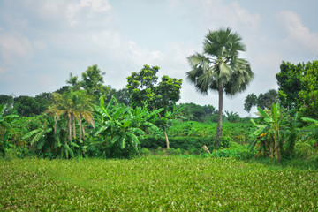 plantation of palm trees
