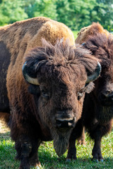 European bison herd and young calf (Bison bonasus) in the meadow. 