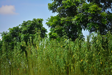 trees and blue sky in the forest