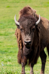 European bison herd and young calf (Bison bonasus) in the meadow. 