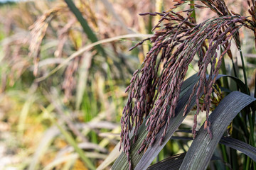 Purple sable rice paddy growing in autumn rice field