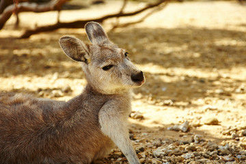 kangaroo in the wild