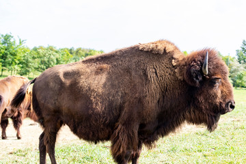 European bison herd and young calf (Bison bonasus) in the meadow. 