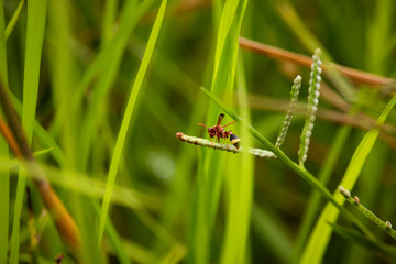 The scenery of flowers, grass and wasps eating a dew