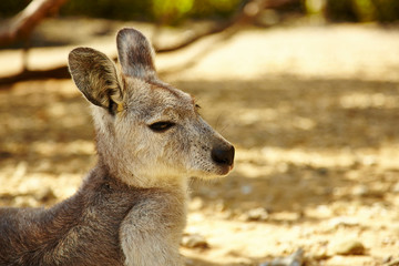kangaroo in the wild