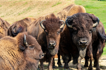 European bison herd and young calf (Bison bonasus) in the meadow. 