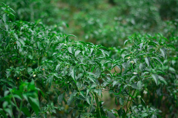 grass with water drops of dew in Green chili pepper trees