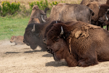 European bison herd and young calf (Bison bonasus) in the meadow. 