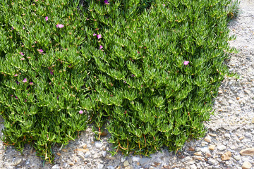Climbing plant on the wall. Mediterranean in Italy