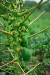 Green papayas hanging in the tree