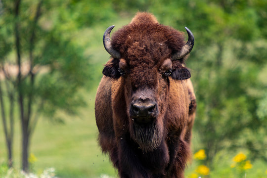 European bison herd and young calf (Bison bonasus) in the meadow. 