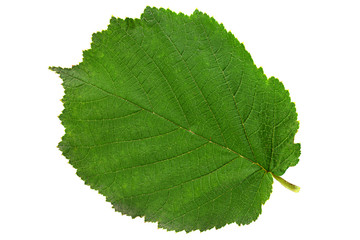 Hazelnut closeup leaf