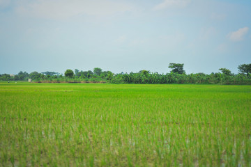 green field and blue sky