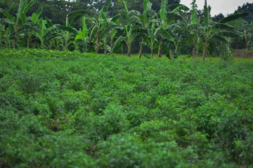 Fototapeta na wymiar seasonal green chili cultivation in bangladesh