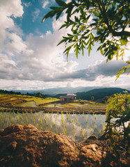 Fresh green rice terraces with cool light