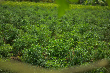 Fototapeta na wymiar Green chili paper cultivation in the village field