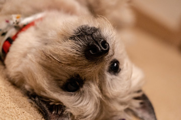 Jewel the Cairn Terrier