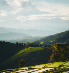 Fresh green rice terraces with cool light