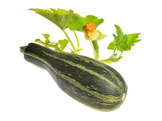 Green zucchini with leaves and flower