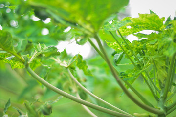 Branch of papaya tree and beautiful leaf