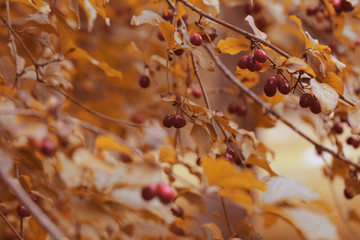 dogwood berry grows in the woods in nature